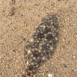 フラットフィッシュ狙いで