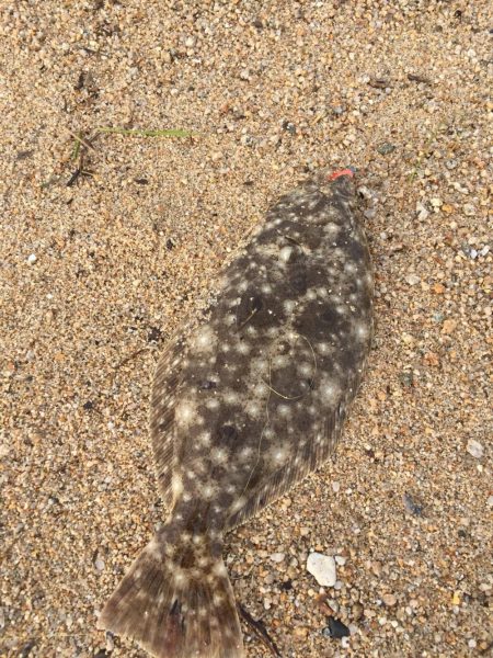 フラットフィッシュ狙いで