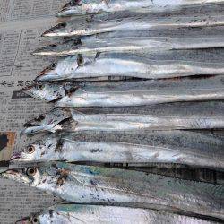 石津浜　４日連荘絶好調