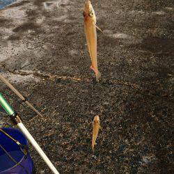 キス釣りは楽しい