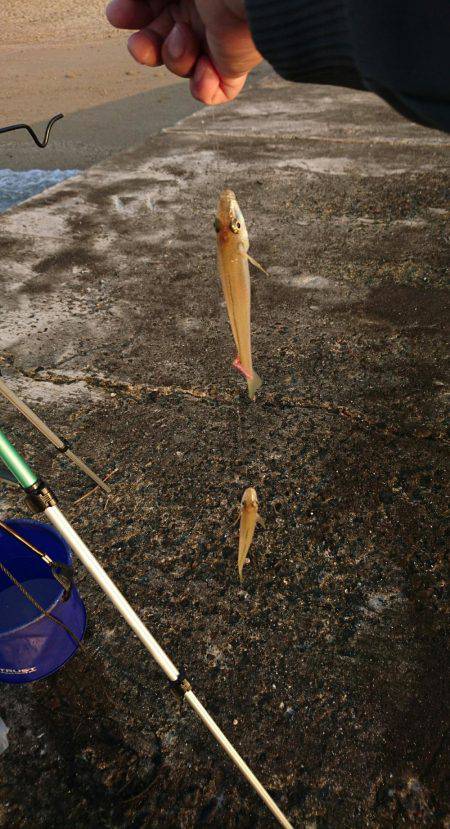 キス釣りは楽しい