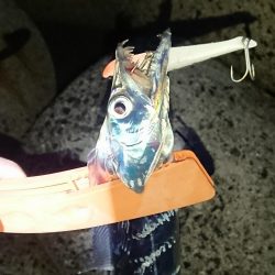 釣り部 釣行記 3