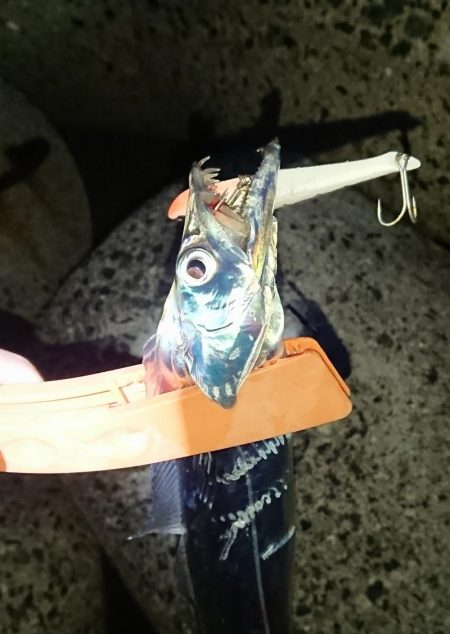 釣り部 釣行記 3