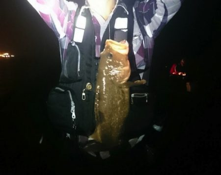 特大のガシラと思ったらアコウでした