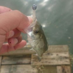 デイのアジングゲーム