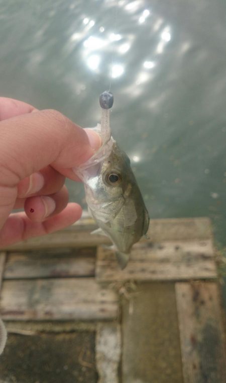 デイのアジングゲーム