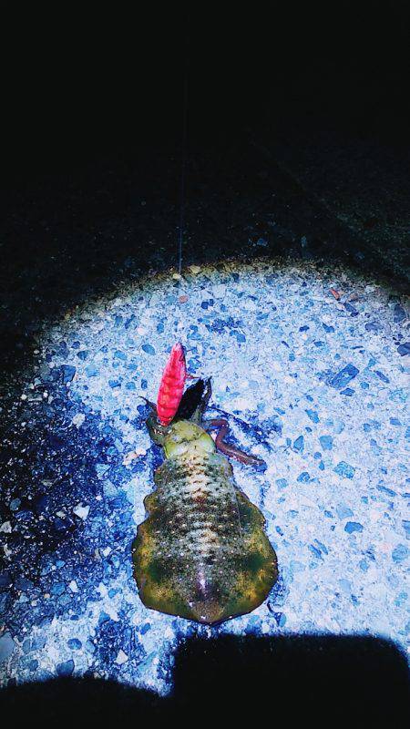 アオリとアジのダブルヘッダー