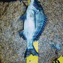 ルアー調査、シーバスは？