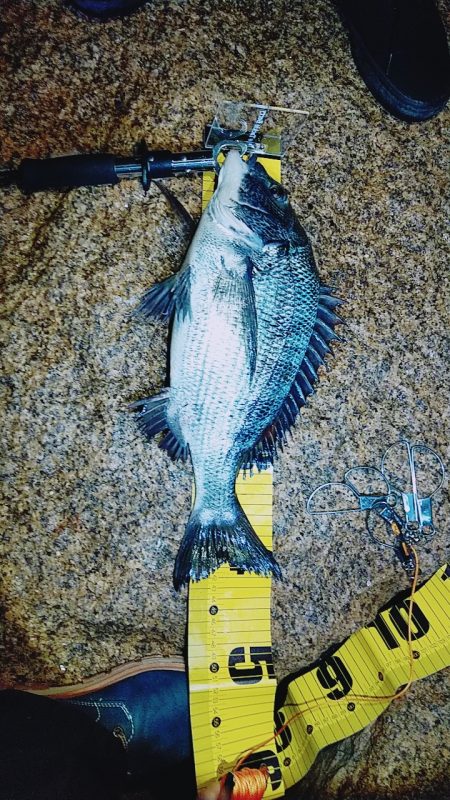 ルアー調査、シーバスは？