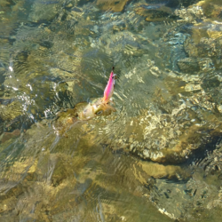 ちょこっとエギング