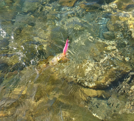 ちょこっとエギング