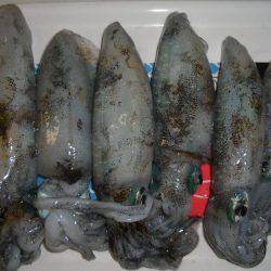 気温高めです。