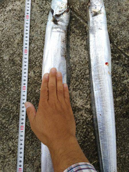 ２週間ぶりのタチウオ