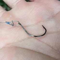 祝)全魚種最大記録更新!