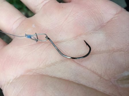 祝)全魚種最大記録更新!