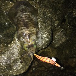 雨のなかでエギング