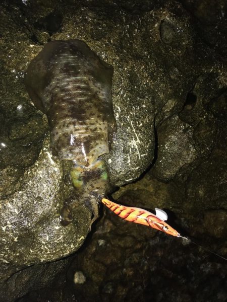 雨のなかでエギング
