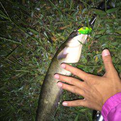 雨上がり後のナイト鯰トップゲーム