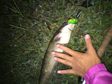 雨上がり後のナイト鯰トップゲーム