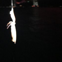 デカイカ求めて！