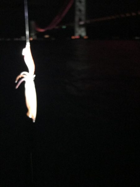 デカイカ求めて！