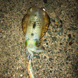 良い大きさになって来ました