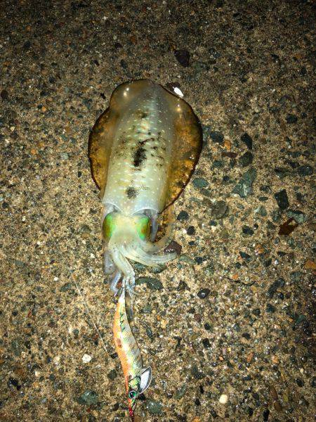 良い大きさになって来ました