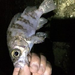 懲りずにアジング