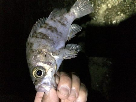 懲りずにアジング