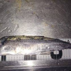 目の前にはサゴシジャンプ