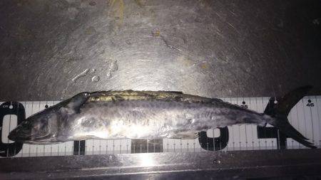 目の前にはサゴシジャンプ