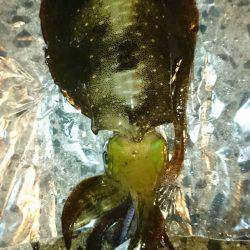 サーフエギング