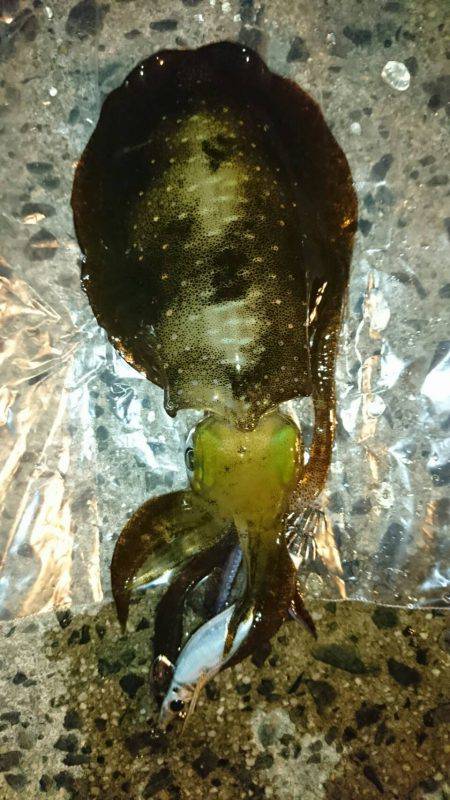 サーフエギング