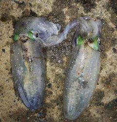 雨中のエギング