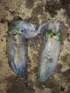 雨中のエギング