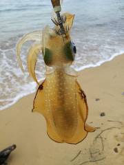 午後からエギング