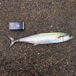 スマートタチウオ