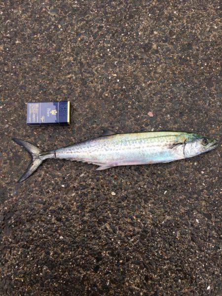 スマートタチウオ