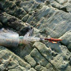 胴長19㎝のアオリイカ