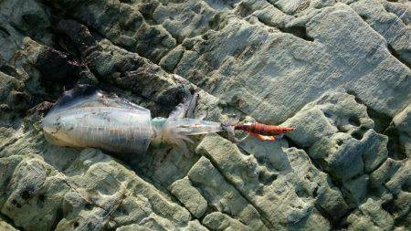 胴長19㎝のアオリイカ