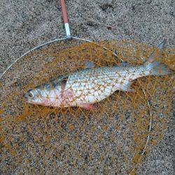 キスがボチボチ&ボラすくい