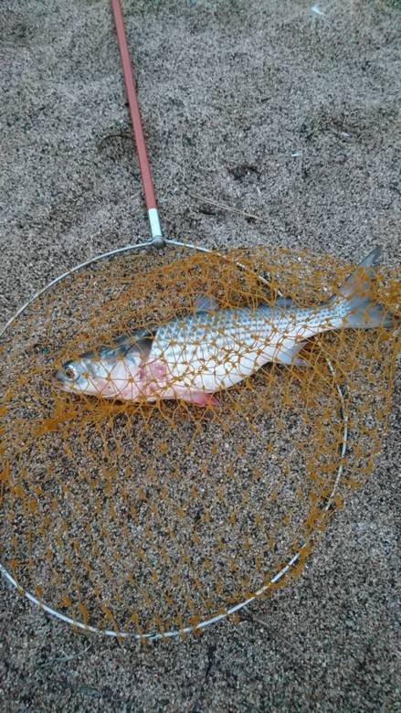 キスがボチボチ&ボラすくい