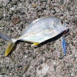 あの魚が大型で