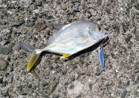 あの魚が大型で