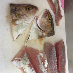 チビっ子、カンパチ!