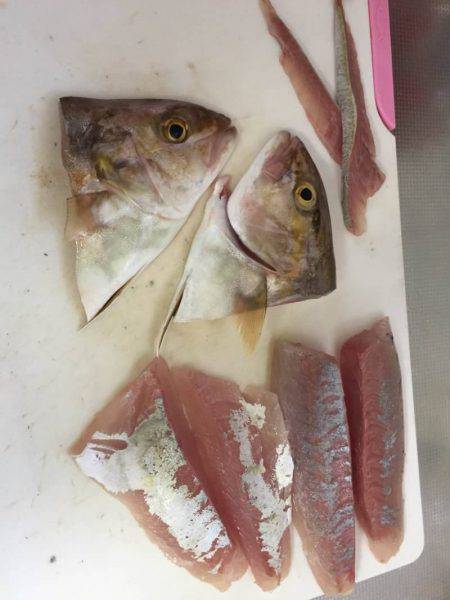 チビっ子、カンパチ!