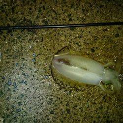 新井崎エギング