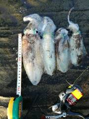 夜明け前のエギング