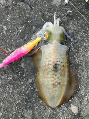 午後からちょっと