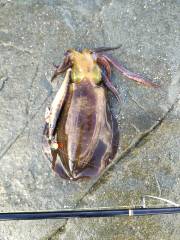 今日も渋かった